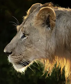 Big Cat Prints: Young male lion, Zimanga Private Game Reserve, KwaZulu Natal, South Africa