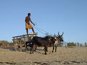 A young man delivers sacks of sugar in his ox-cart along Anakao beach
