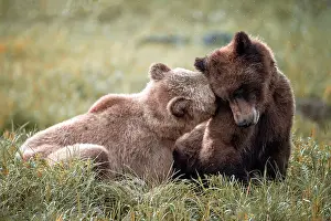 Bear Prints: Young mating bears in a tender moment in the Khutzeymateen Grizzly Bear Sanctuary