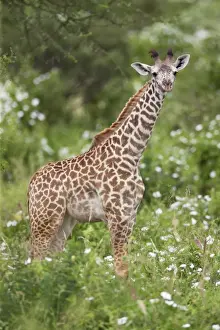 A young Msai giraffe in Kenyas Tsavo West National Park