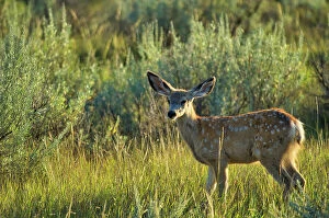 Images Dated 14th June 2023: Young mule deer (Odocoileus hemionus) in badlands, UNESCO World Heritage Site