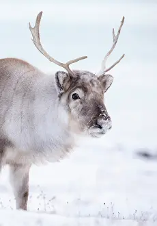 Mammals Prints: Young reindeer in snow, Spitsbergen, Svalbard, Arctic, Norway