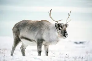 Svalbard Prints: Young reindeer in snow, Spitsbergen, Svalbard, Arctic, Norway