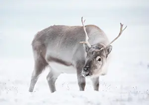 Svalbard Prints: Young reindeer in snow, Spitsbergen, Svalbard, Arctic, Norway