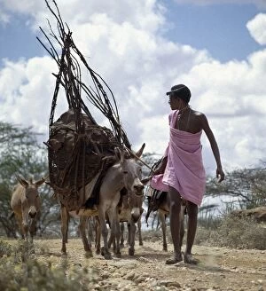 Ear Ornaments Collection: A young Samburu man leads a donkey carrying the basic