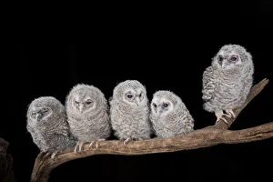 Predator Prints: Young Tawny owl in the night, Trentino Alto-Adige, Italy