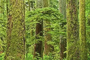 Temperate Rain Forest Prints: Young tree amidst ancient trees in Old growth temperate rain forest Sunshine Coast