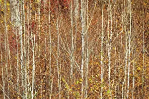 Shrubs Prints: Young trembling aspen (Populus tremuloides) tree trunks amid understory of autumn colored shrubs
