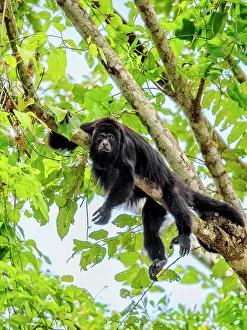 Monkey Prints: Yucatan black howler monkey (Alouatta pigra) at Lamanai Archaeological Reserve