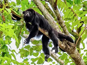 Monkey Prints: Yucatan black howler monkey (Alouatta pigra) at Lamanai Archaeological Reserve