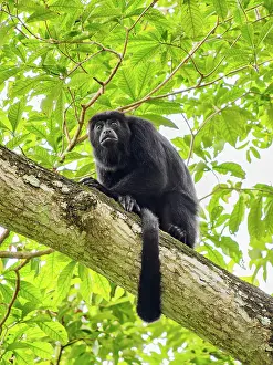 Monkey Prints: Yucatan black howler monkey (Alouatta pigra) at Lamanai Archaeological Reserve