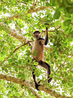 Lamanai Prints: Yucatan spider monkey (Ateles geoffroyi yucatanensis) at Lamanai Archaeological Reserve