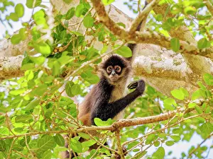 Yucatan spider monkey (Ateles geoffroyi yucatanensis) at Lamanai Archaeological Reserve, Orange Walk District, Belize