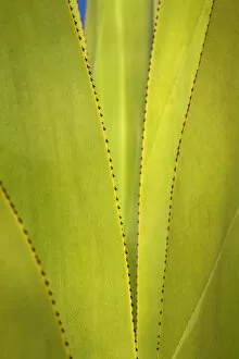 Yucca Plant Detail, Antigua, Caribbean, West Indies