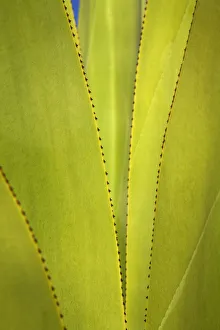 Abstraction Gallery: Yucca Plant Detail, Antigua, Caribbean, West Indies