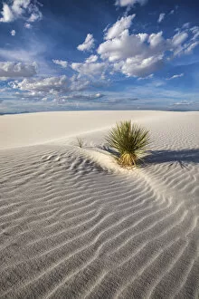 Empty Gallery: Yucca Plant, White Sands National Monument, Alamogordo, New Mexico, USA