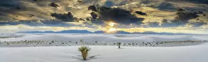 New Mexico Collection: Yucca Plants, White Sands National Monument, Alamogordo, New Mexico, USA
