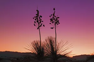 Yucca in White Sands - USA, New Mexico, Otero, White Sands - Chihuahua Desert