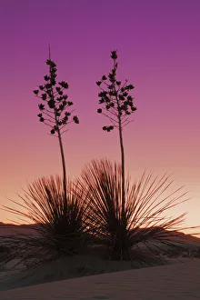 Yucca in White Sands - USA, New Mexico, Otero, White Sands - Chihuahua Desert