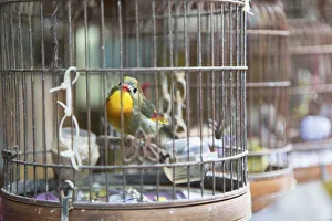 Mongkok Prints: Yuen Po Street Bird Market, Mongkok, Kowloon, Hong Kong