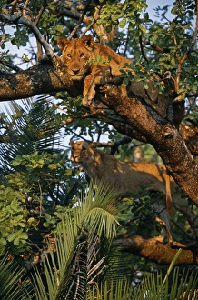 Watch Gallery: Zambia, Kafue National Park