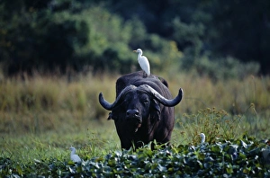 Zambia, Lower Zambesi National Park