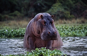 Lower Zambezi National Park Gallery: Zambia, Zambezi River