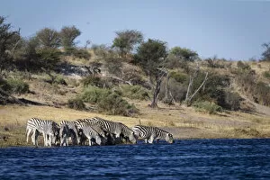Images Dated 11th August 2021: Zebra, Boteti River, Botswana