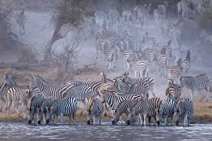 Zebra, Boteti River, Botswana