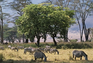 Sparse Prints: Zebra browse in Ngorongoro Crater