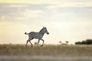 Kalahari Prints: Zebra calf in yellow light, Makgadikgadi Salt Pans, Botswana