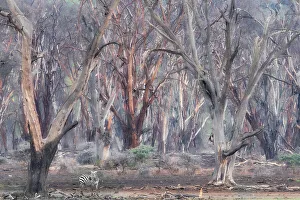 Zebra Prints: A zebra in the dead forest around Lake Nakuru, Kenya