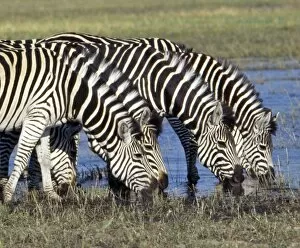 Images Dated 17th June 2009: Zebra with a distinctive shadow stripe pattern