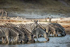 Kalahari Prints: Zebra drinking, Boteti River, Botswana