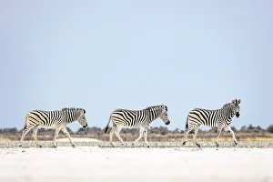 Kalahari Prints: Zebra herd on salt pan, Makgadikgadi Salt Pans, Botswana