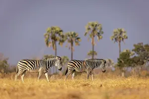 Equus Quagga Prints: Zebra herd walking through floodplains with palm trees in the background