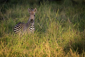: Zebra in long grass, South Luangwa National Park, Zambia