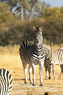 Images Dated 17th June 2021: Zebra, Moremi Game Reserve, Okavango Delta, Botswana
