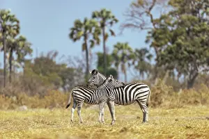 Equus Quagga Prints: Zebra mother and calf, Moremi Game Reserve, Okavango Delta, Botswana