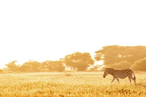 Zebra, Nxai Pan National Park, Botswana