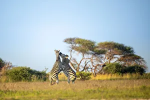Zebra, Nxai Pan National Park, Botswana