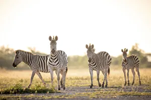 Zebra, Nxai Pan National Park, Botswana