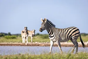 Zebra, Nxai Pan National Park, Botswana