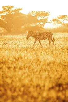 Zebra, Nxai Pan National Park, Botswana