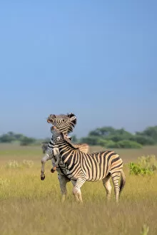 Images Dated 11th April 2022: Zebra, Nxai Pan National Park, Botswana