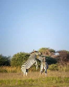 Images Dated 29th June 2022: Zebra, Nxai Pan National Park, Botswana