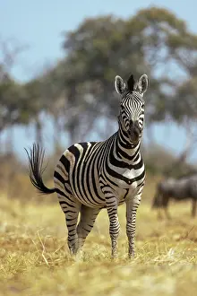 Equus Quagga Prints: Zebra portrait, Moremi Game Reserve, Okavango Delta, Botswana
