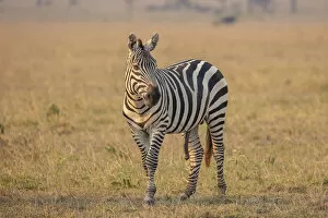 A zebra in the Serengeti, Serengeti National Park, Tanzania
