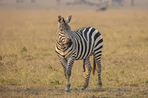Wild Animal Gallery: A zebra in the Serengeti, Serengeti National Park, Tanzania