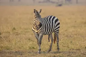 A zebra in the Serengeti, Serengeti National Park, Tanzania